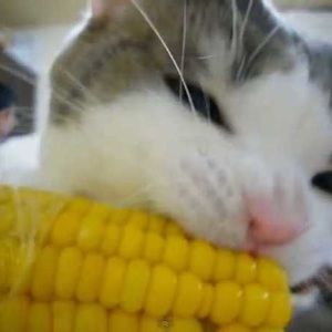 Meet your Posher, Mackenzie